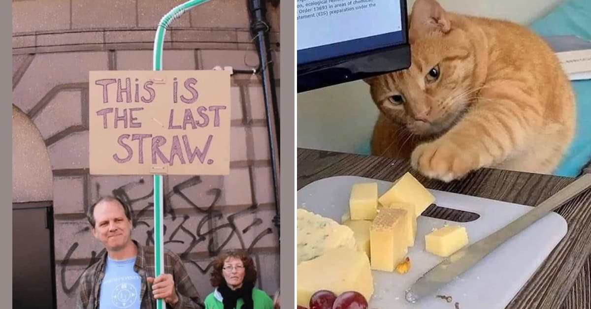 35 Funny Pictures That Definitely Won’t Make Your Thursday Worse (July 31, 2025)
