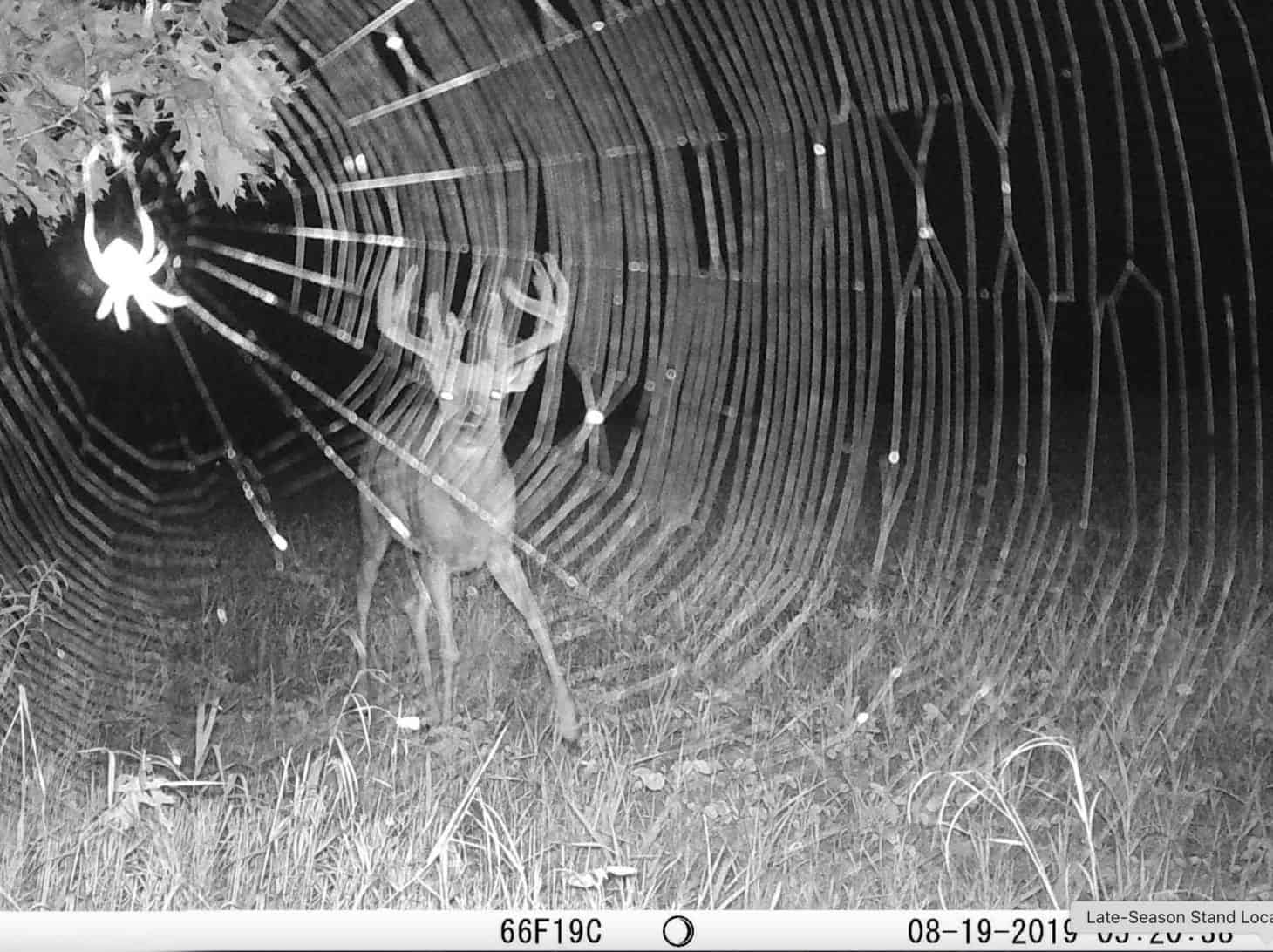 Deer in forest at night with spider web illuminated, captured by trail camera for wildlife monitorin.