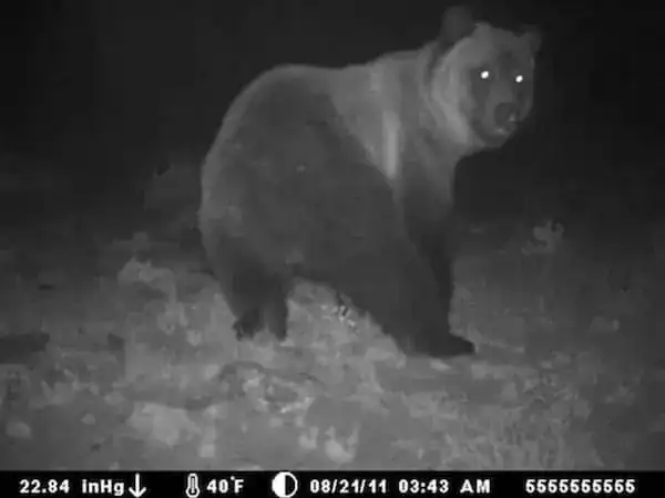 Bear at night with glowing eyes in a forest setting.