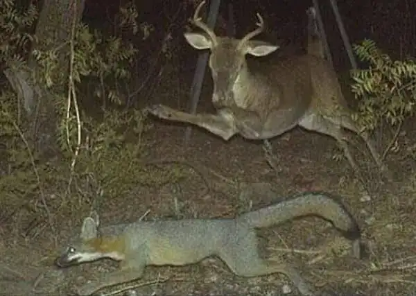 Deer and large lizard in a nighttime forest scene, highlighting wildlife and nature.