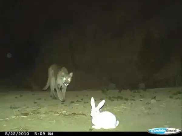 Wildcat stalking a white rabbit at night in a desert environment.