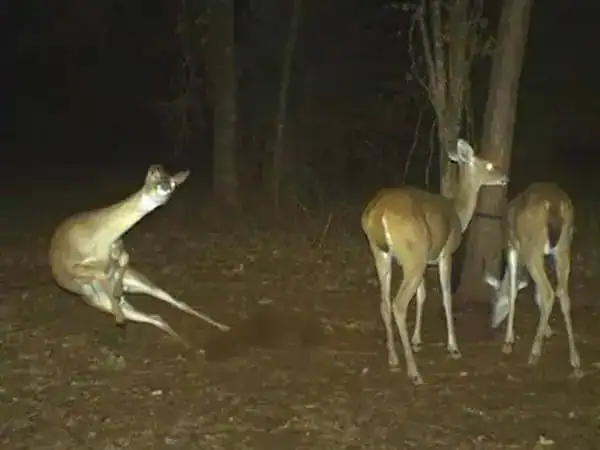 Deer and a startled animal in a dark forest at night, illuminated by camera flash.