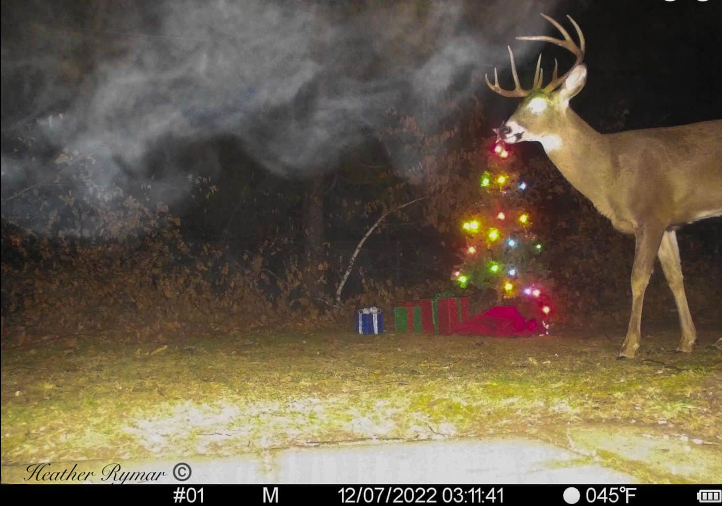 Christmas deer with decorated antlers and glowing lights.