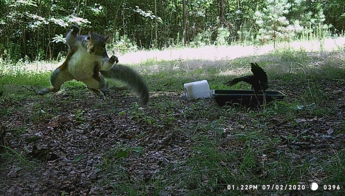 Wild squirrel jumping in forest with a trap and food container nearby.