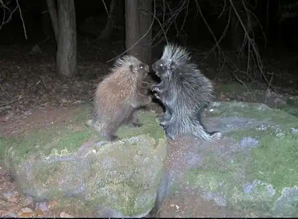 Raccoons fighting on a mossy rock in the woods at night.