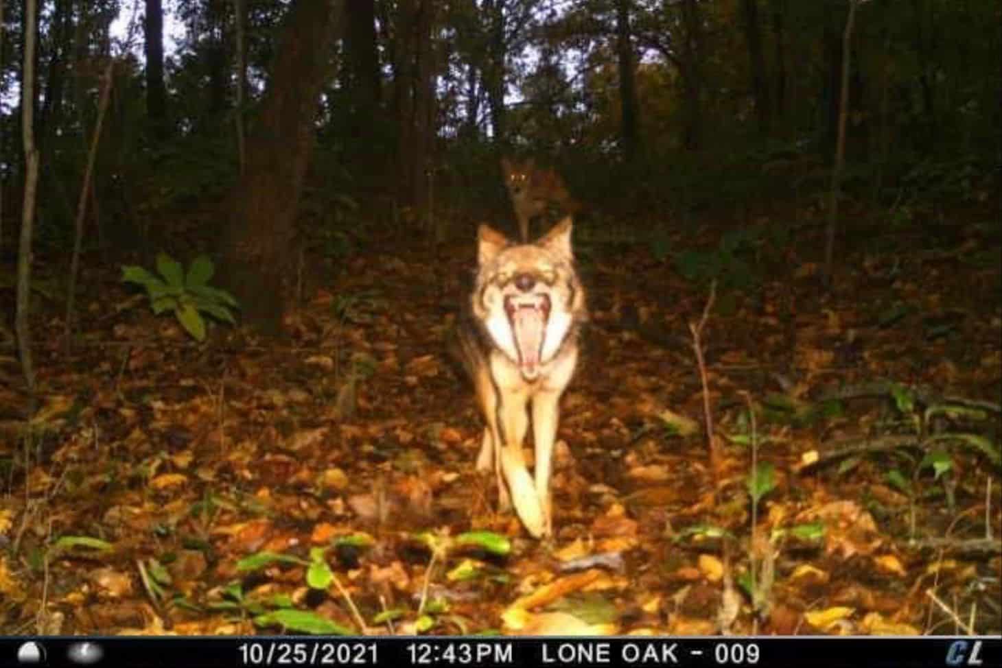 Wolf in a forest at night, captured by trail camera.