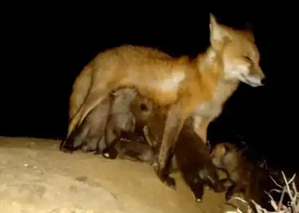 Fox with her kits at night, nursing and caring for her young in a natural outdoor environment.