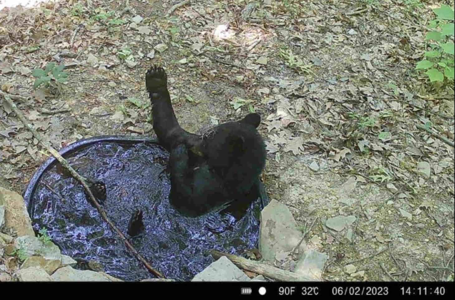 Black bear swimming in muddy pond in forest.