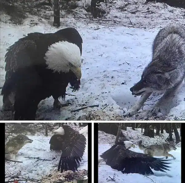 Eagle and wolf facing each other in a snowy forest, both with wings and fur, creating a striking wil.