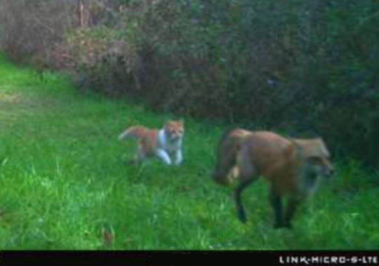 Fox and wild boar in a lush green field during dusk, wildlife scene, nature photography.