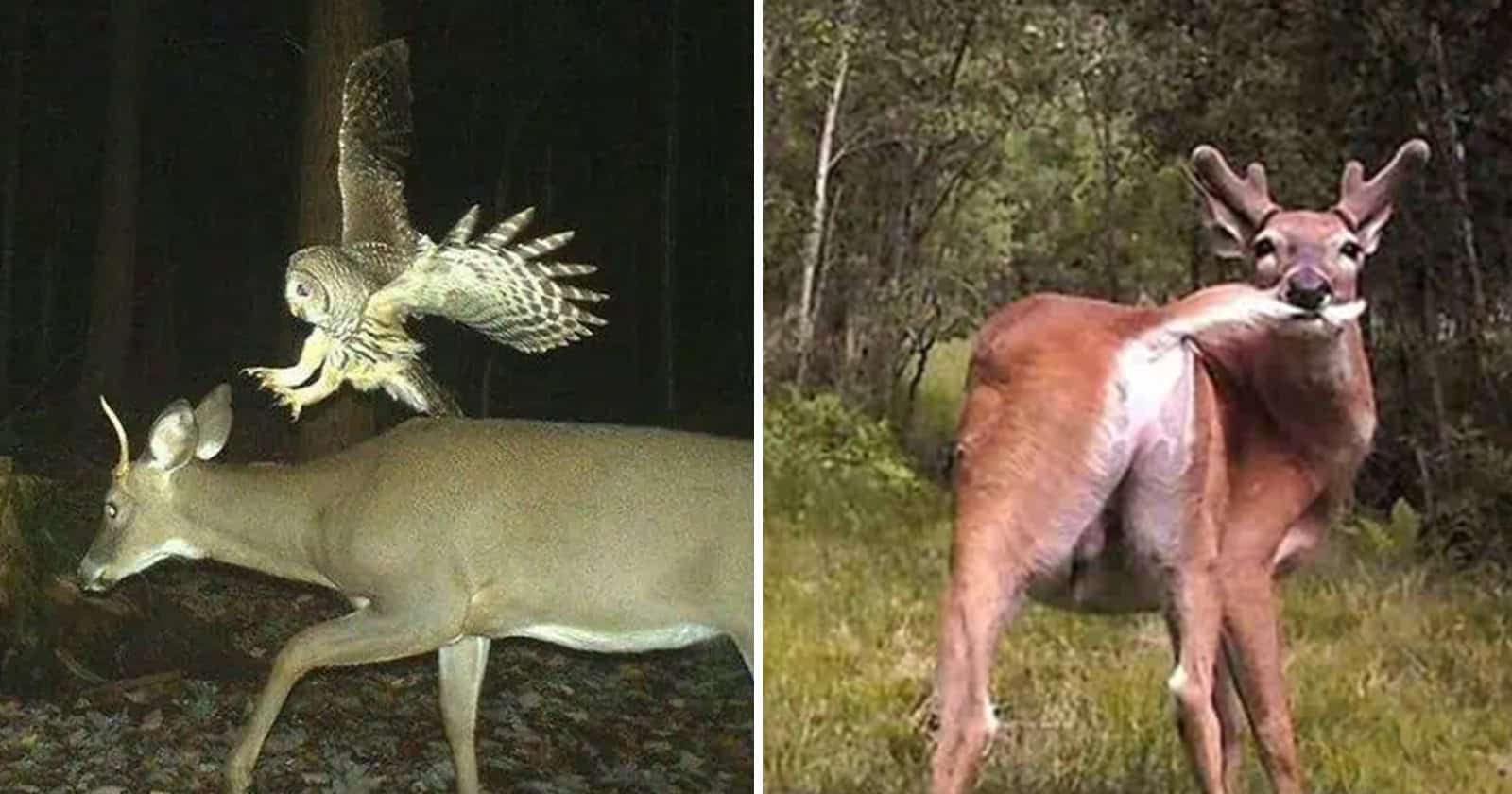 Deer with an owl perched on its back and a humorous moose in a wooded area.