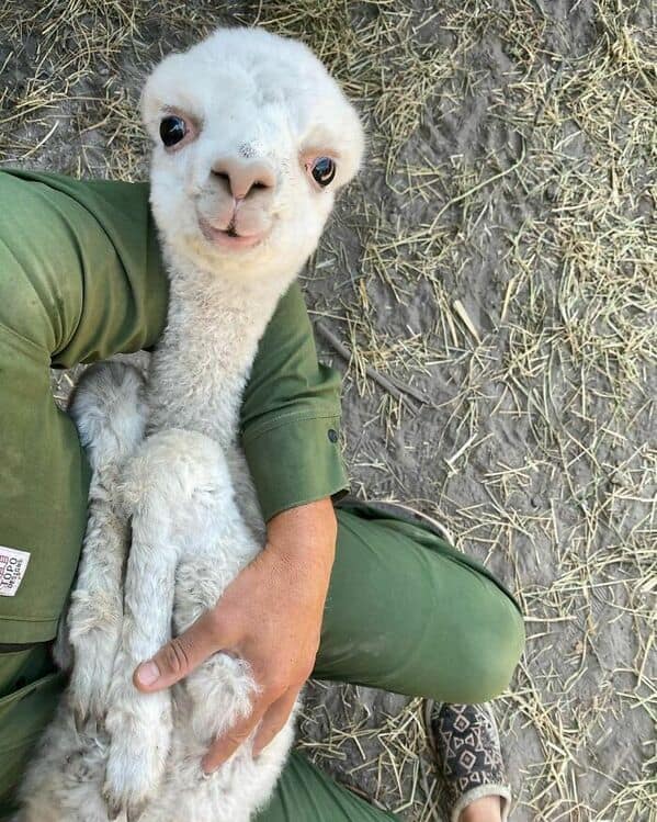 https://www.reddit.com/r/Eyebleach/comments/mplbgi/every_day_is_better_with_a_little_alpaca_in_it/