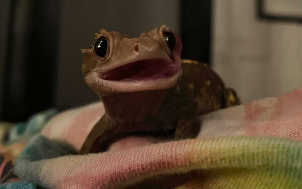 https://www.reddit.com/r/Eyebleach/comments/rnleue/my_gecko_is_more_photogenic_than_me/