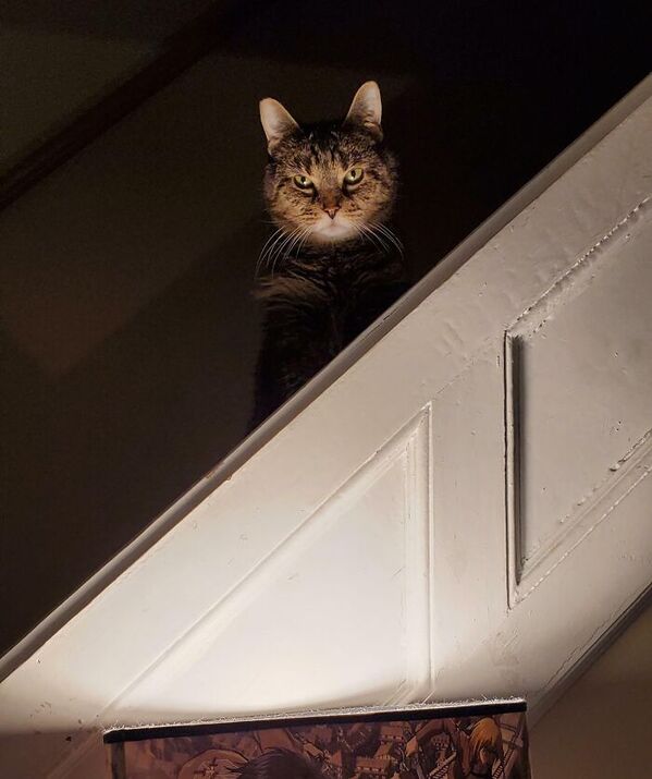 https://www.reddit.com/r/WhatsWrongWithYourCat/comments/gy3ia0/im_not_sure_what_i_did_but_im_sorry/