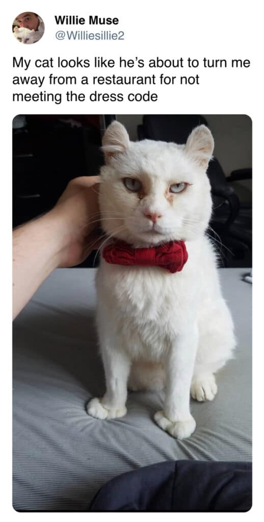 53 Funny Cat And Dog Tweets That Had Pet People Pawsitively Laughing ...