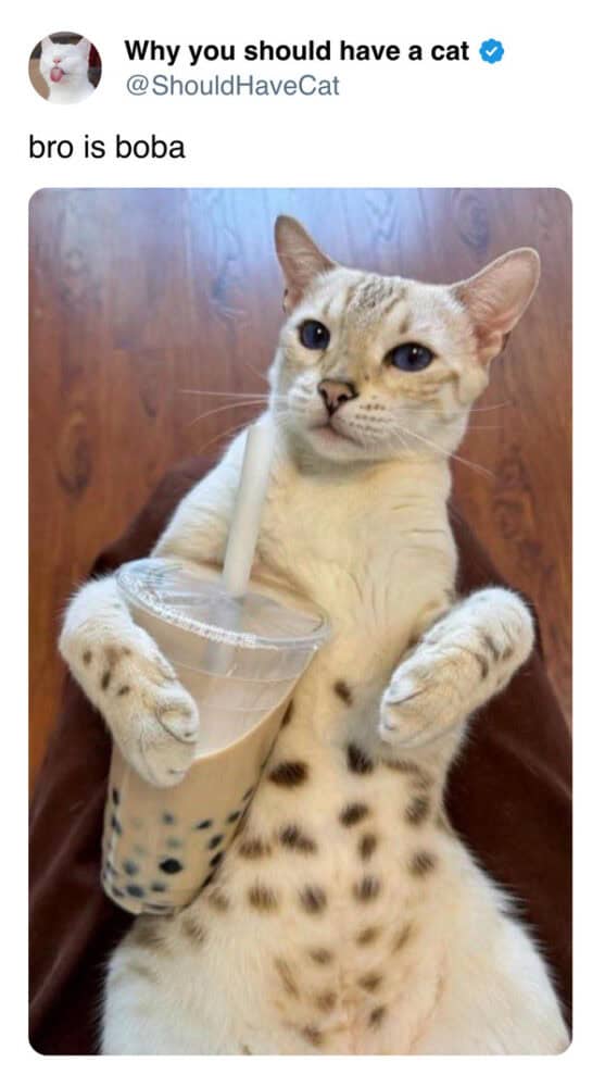 53 Funny Cat And Dog Tweets That Had Pet People Pawsitively Laughing ...