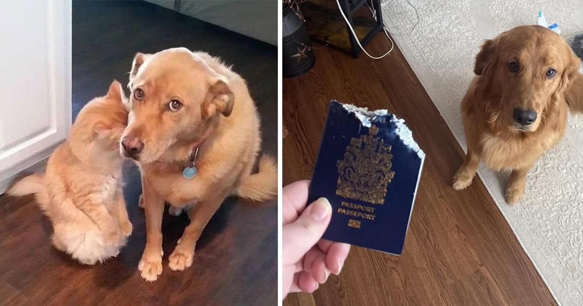 25 Naughty Doggos Caught Looking Guilty, But So Cute We Already Forgive Them