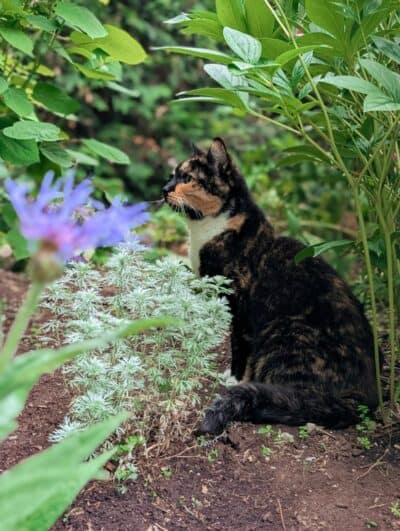 50 Most Pawdorable Cat Posts Of 2025 That Prove Felines Are Why The ...
