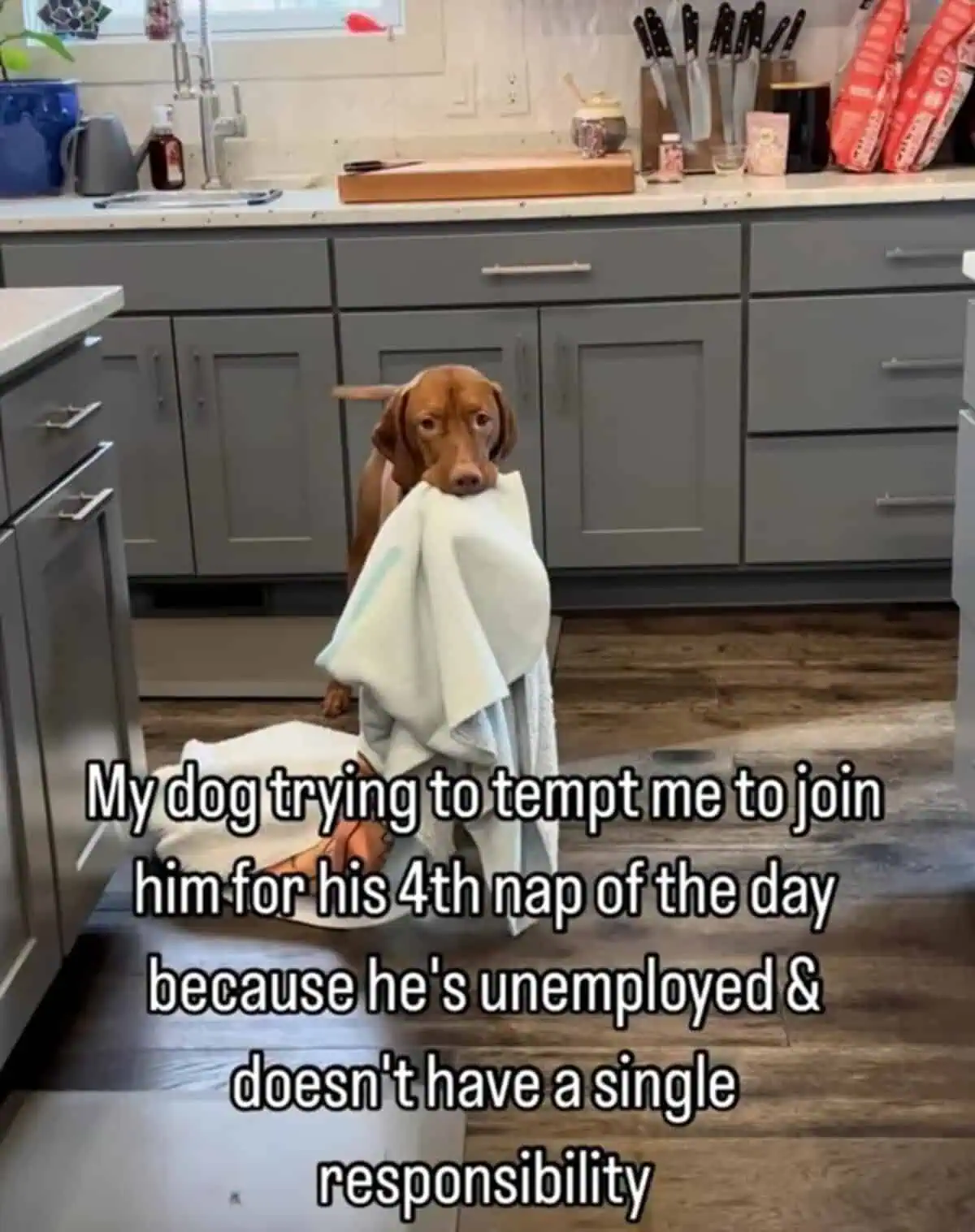 funny-dog-memes-for-anyone-whose-entire-camera-roll-is-just-their-pet-3.jpg.webp