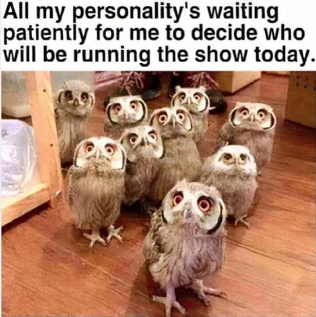 30 Animal Memes With Serious Grumpy Energy