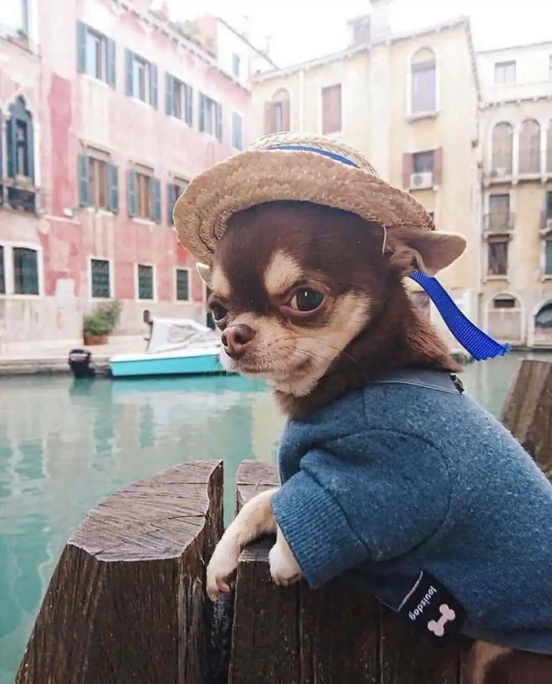 hilarious-pictures-of-dogs-wearing-hats-because-your-feed-cant-all-be-bad-news-5.webp