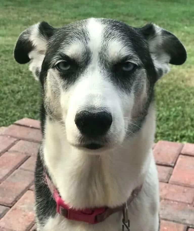 40 Random Animal Pictures With Zero Context And Maximum Charm This Week ...