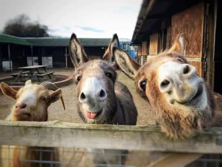 40 Random Animal Pictures With Zero Context And Maximum Charm This Week ...