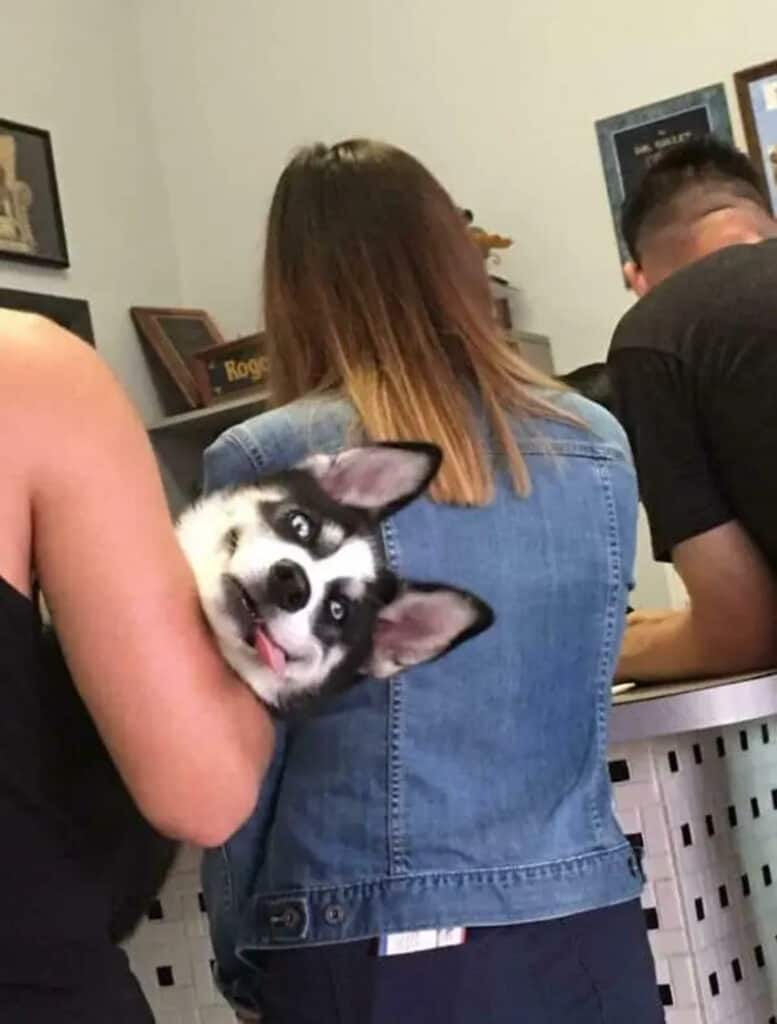 40 Random Animal Pictures With Zero Context And Maximum Charm This Week ...