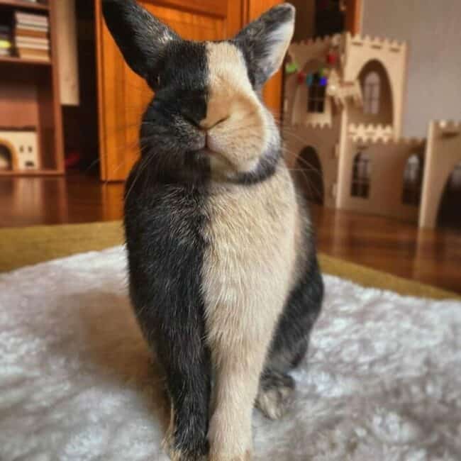 40 Random Animal Pictures With Zero Context And Maximum Charm This Week ...