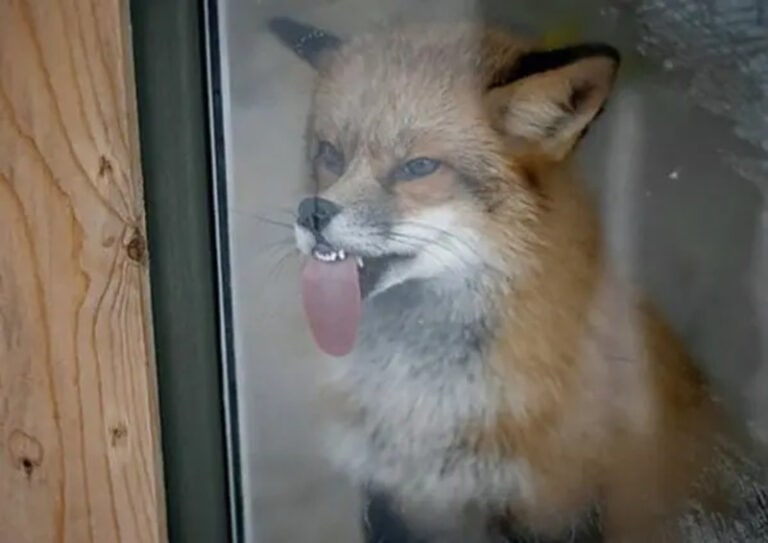 40 Random Animal Pictures With Zero Context And Maximum Charm This Week ...