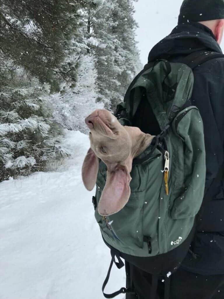 40 Random Animal Pictures With Zero Context And Maximum Charm This Week ...