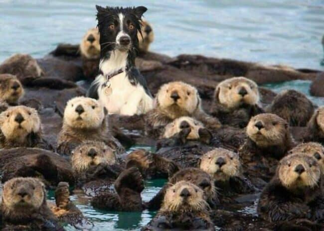40 Random Animal Pictures With Zero Context And Maximum Charm This Week ...