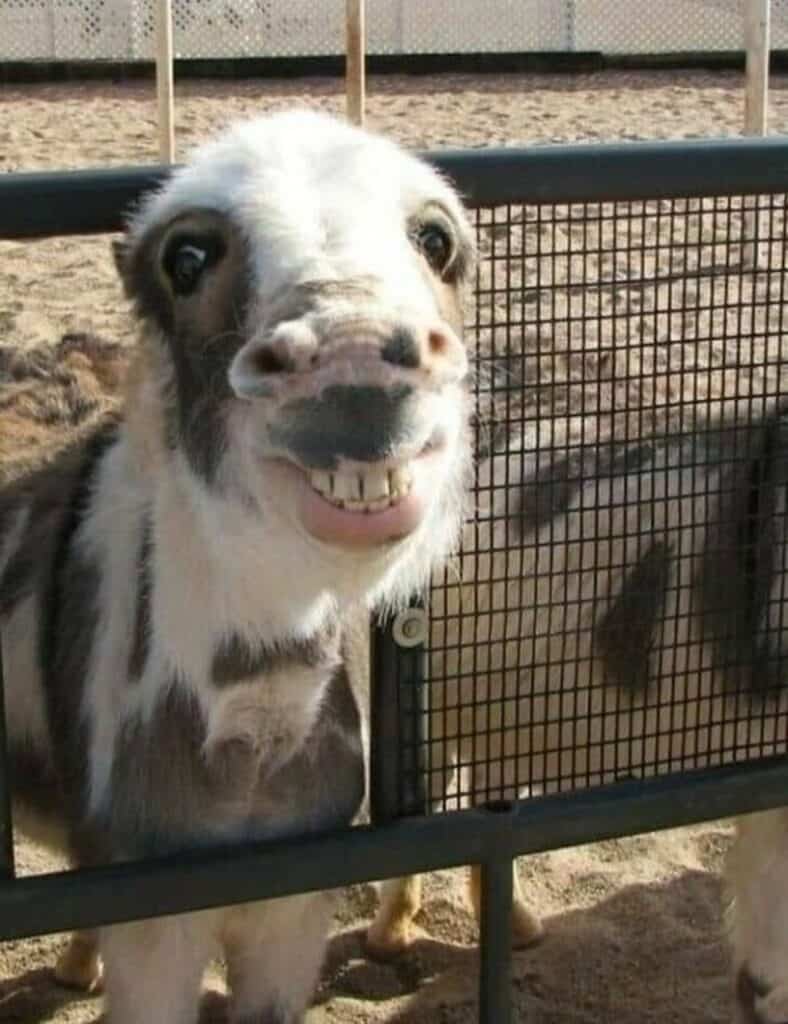 40 Random Animal Pictures With Zero Context And Maximum Charm This Week ...