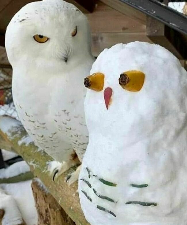 40 Random Animal Pictures From This Week To Help You Dissociate For ...