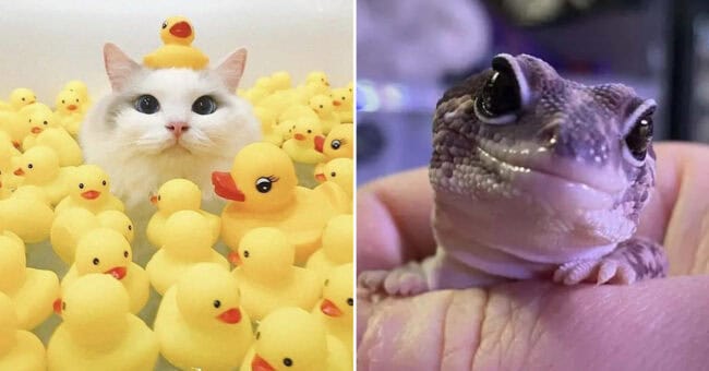 40 Random Animal Pictures With Zero Context And Maximum Charm This Week ...