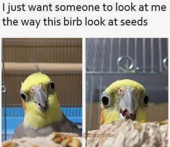 30 Funny Bird Memes That'll Make You Squawk With Laughter