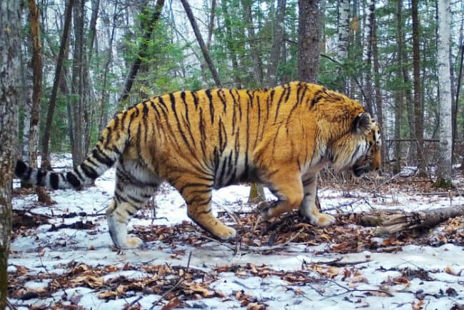 30 Humongous Animals That Earned The Title Of 'Absolute Unit'