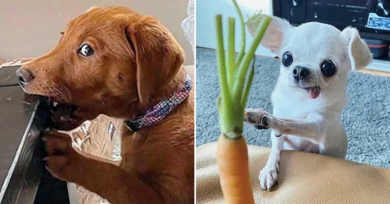 Derpy Do 35 Perfectly Timed Derpy Dog Pictures