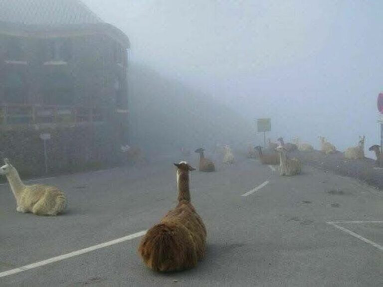 35 Random Funny Animal Pictures That Are Delightful For No Particular ...