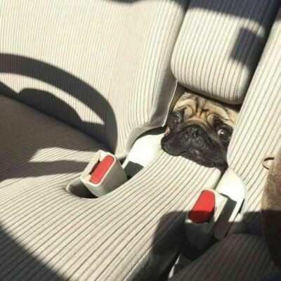 35 Random Funny Animal Pictures That Are Delightful For No Particular ...