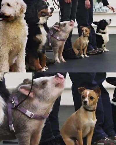 35 Random Funny Animal Pictures That Are Delightful For No Particular ...