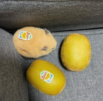35 Random Funny Animal Pictures That Are Delightful For No Particular ...