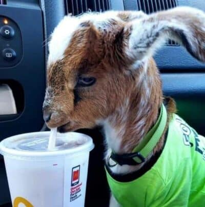 35 Random Funny Animal Pictures That Are Delightful For No Particular ...