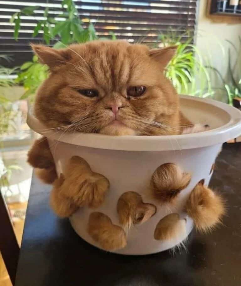 Randomest Animal 35 Random Animal Pictures That Need No Explanation This Week (February ...