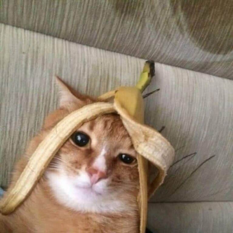35 Random Animal Pictures That Need No Explanation This Week (February ...