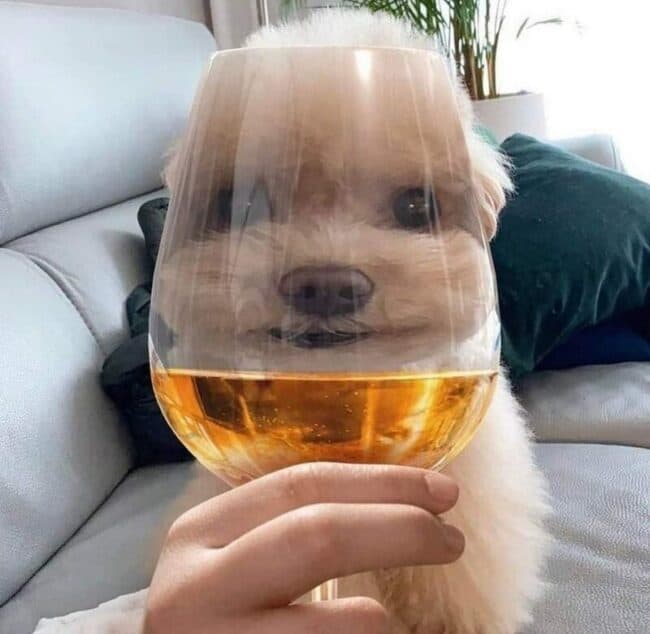 35 Random Animal Pictures That Need No Explanation This Week (February ...