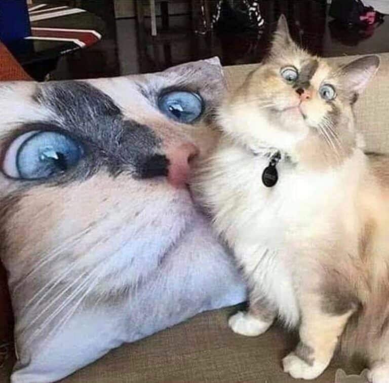 35 Random Animal Pictures That Need No Explanation This Week (February ...