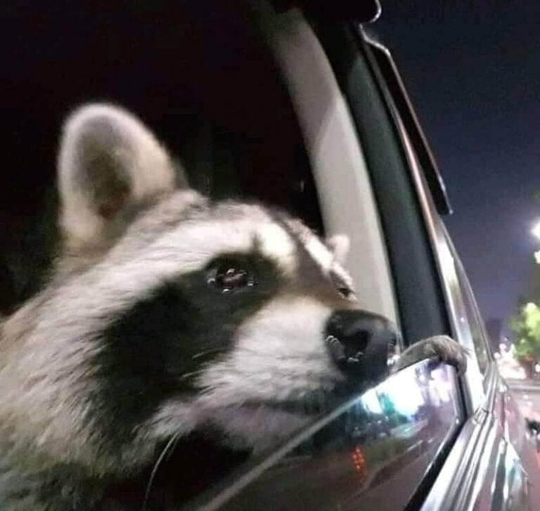 35 Random Animal Pictures That Need No Explanation This Week (February ...