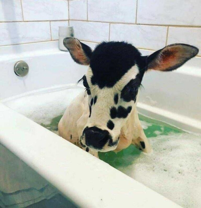 35 Random Animal Pictures That Need No Explanation This Week (February ...