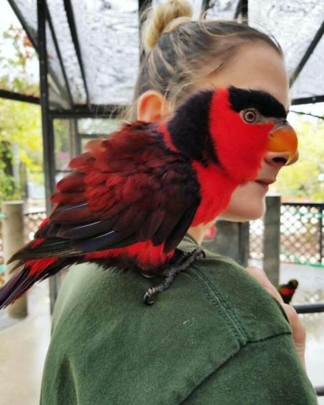 35 Random Animal Pictures That Need No Explanation This Week (February ...